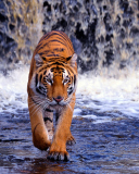 Das Tiger In Front Of Waterfall Wallpaper 128x160
