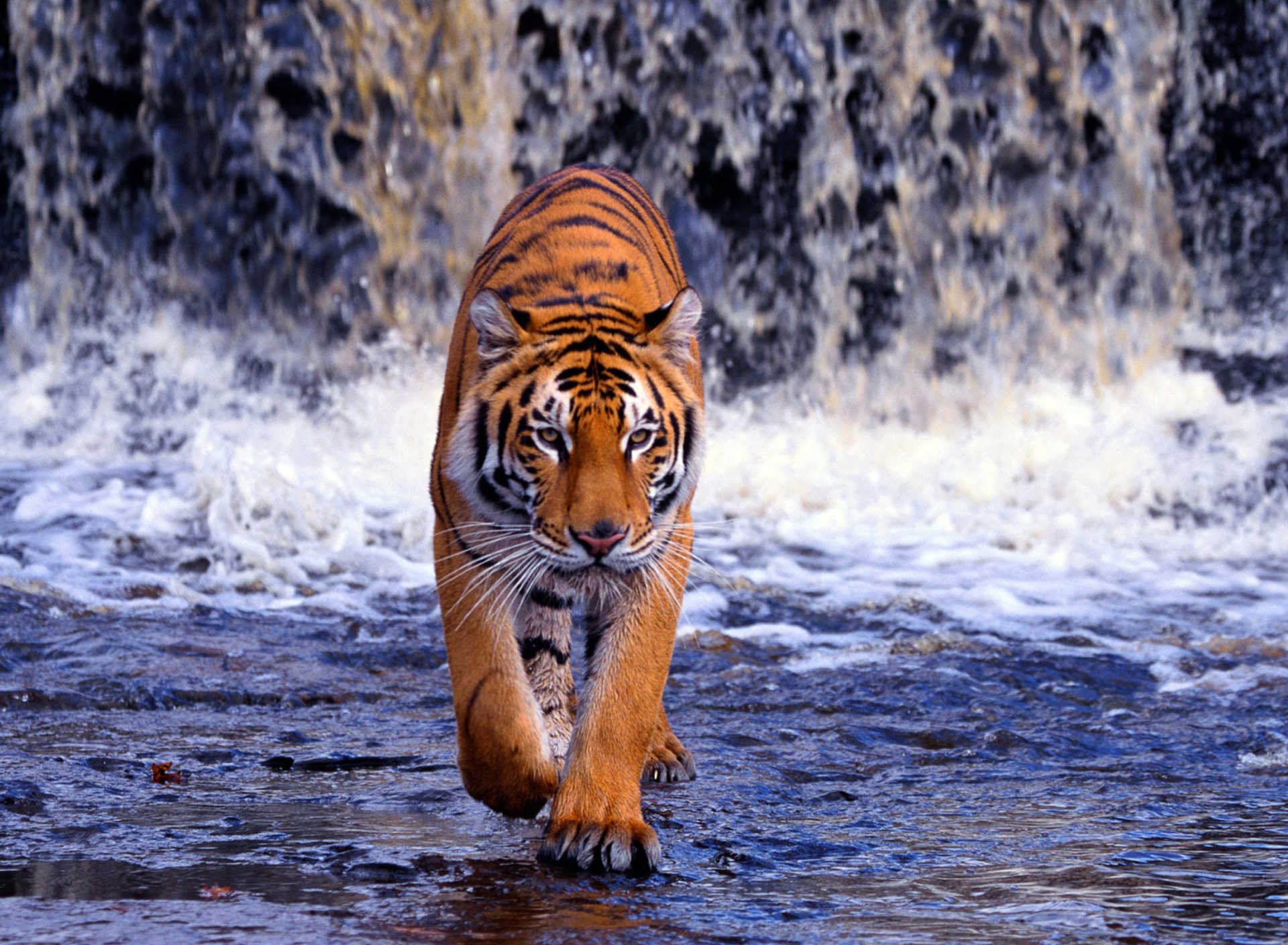 Das Tiger In Front Of Waterfall Wallpaper 1920x1408