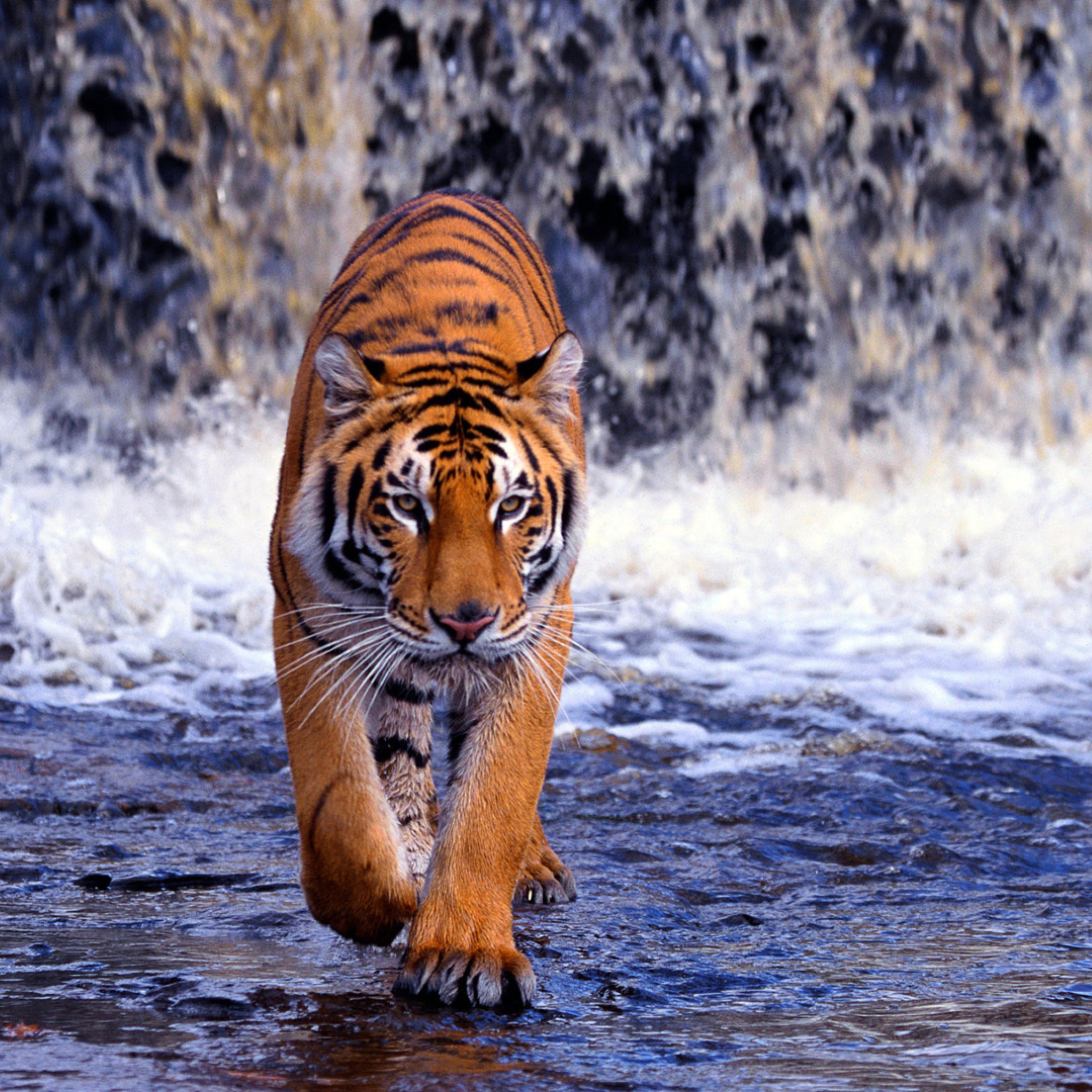 Sfondi Tiger In Front Of Waterfall 2048x2048