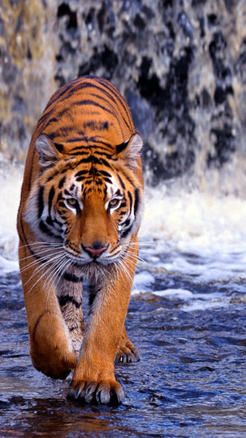 Das Tiger In Front Of Waterfall Wallpaper 360x640