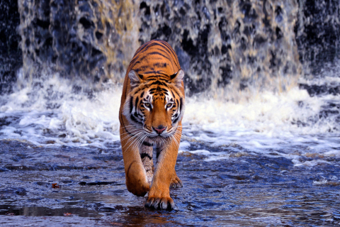 Tiger In Front Of Waterfall wallpaper 480x320