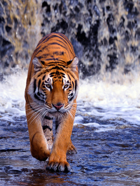 Обои Tiger In Front Of Waterfall 480x640