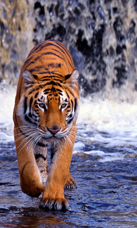 Tiger In Front Of Waterfall wallpaper 480x800
