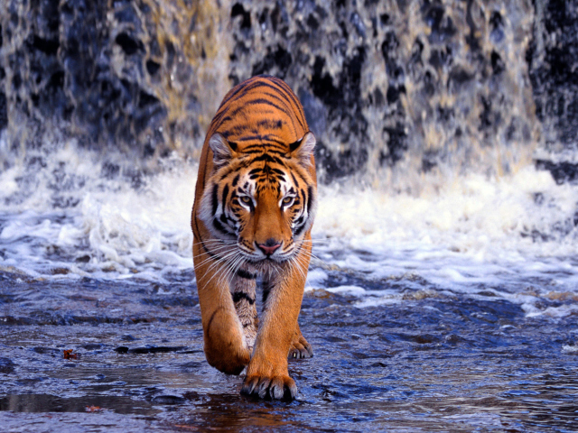 Das Tiger In Front Of Waterfall Wallpaper 640x480