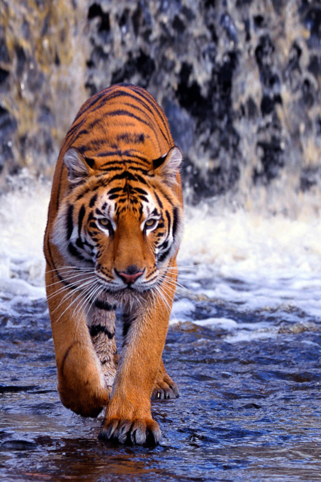 Fondo de pantalla Tiger In Front Of Waterfall 640x960