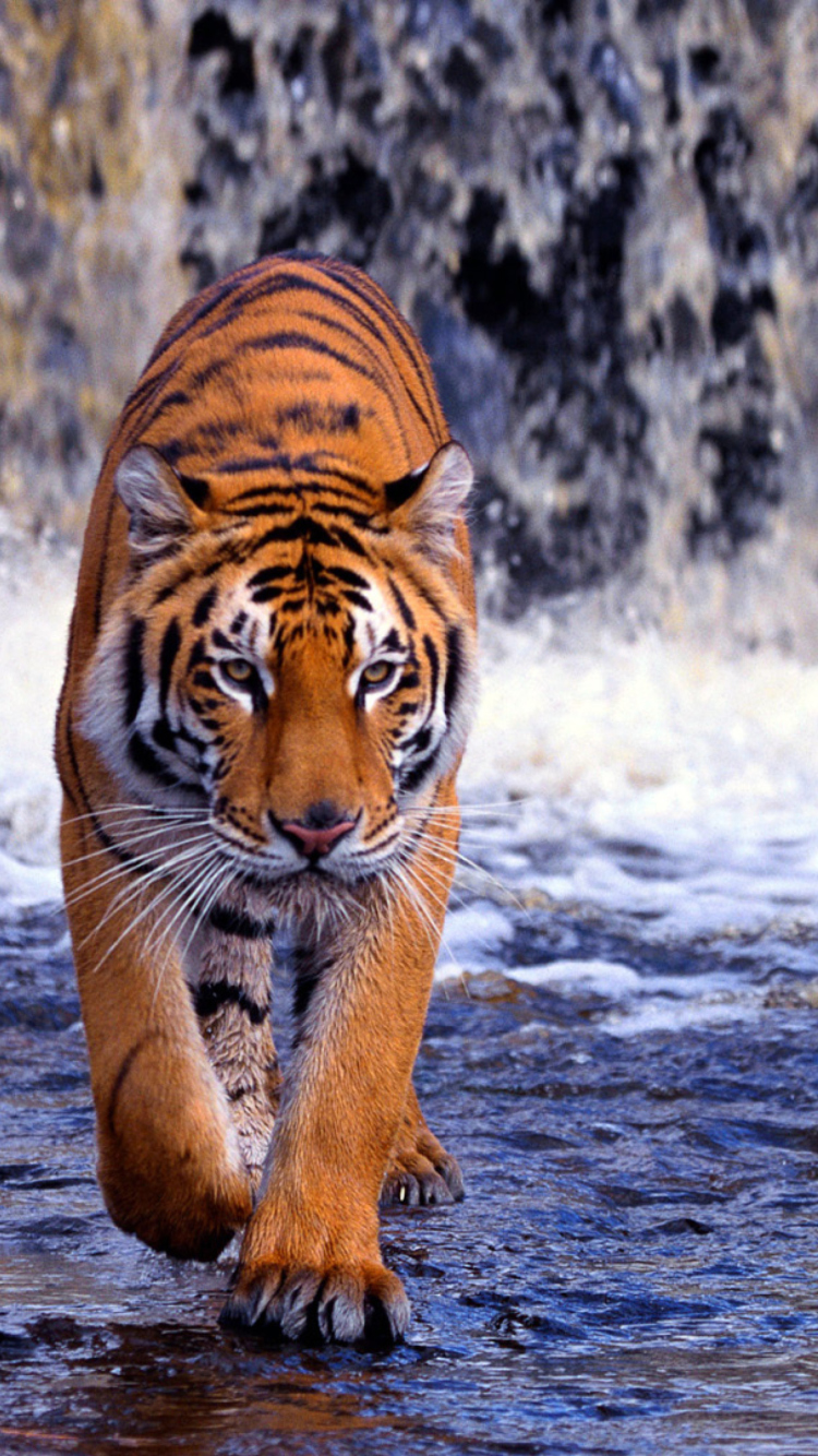 Das Tiger In Front Of Waterfall Wallpaper 750x1334