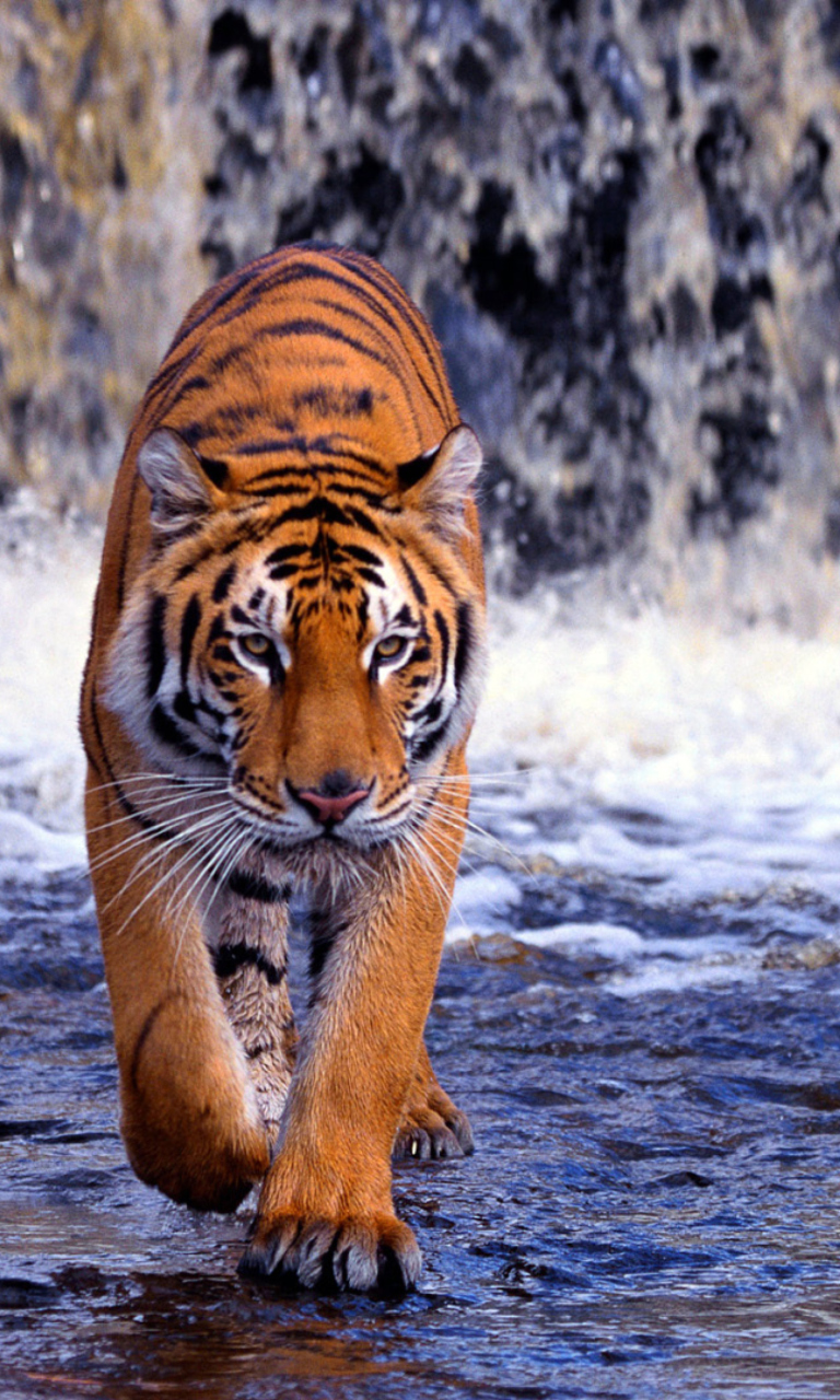 Fondo de pantalla Tiger In Front Of Waterfall 768x1280