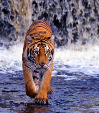 Tiger In Front Of Waterfall Background for 240x320