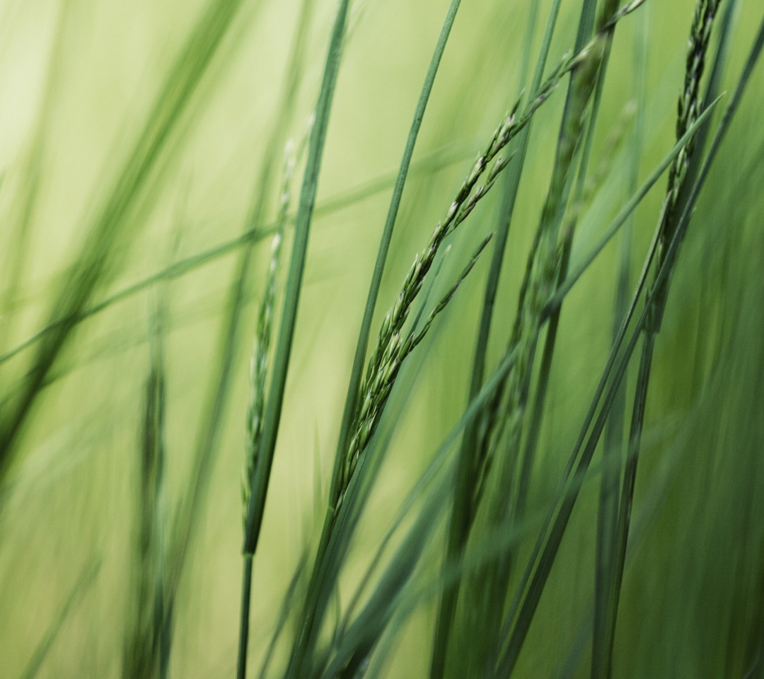 Das Tall Green Grass Wallpaper 1080x960