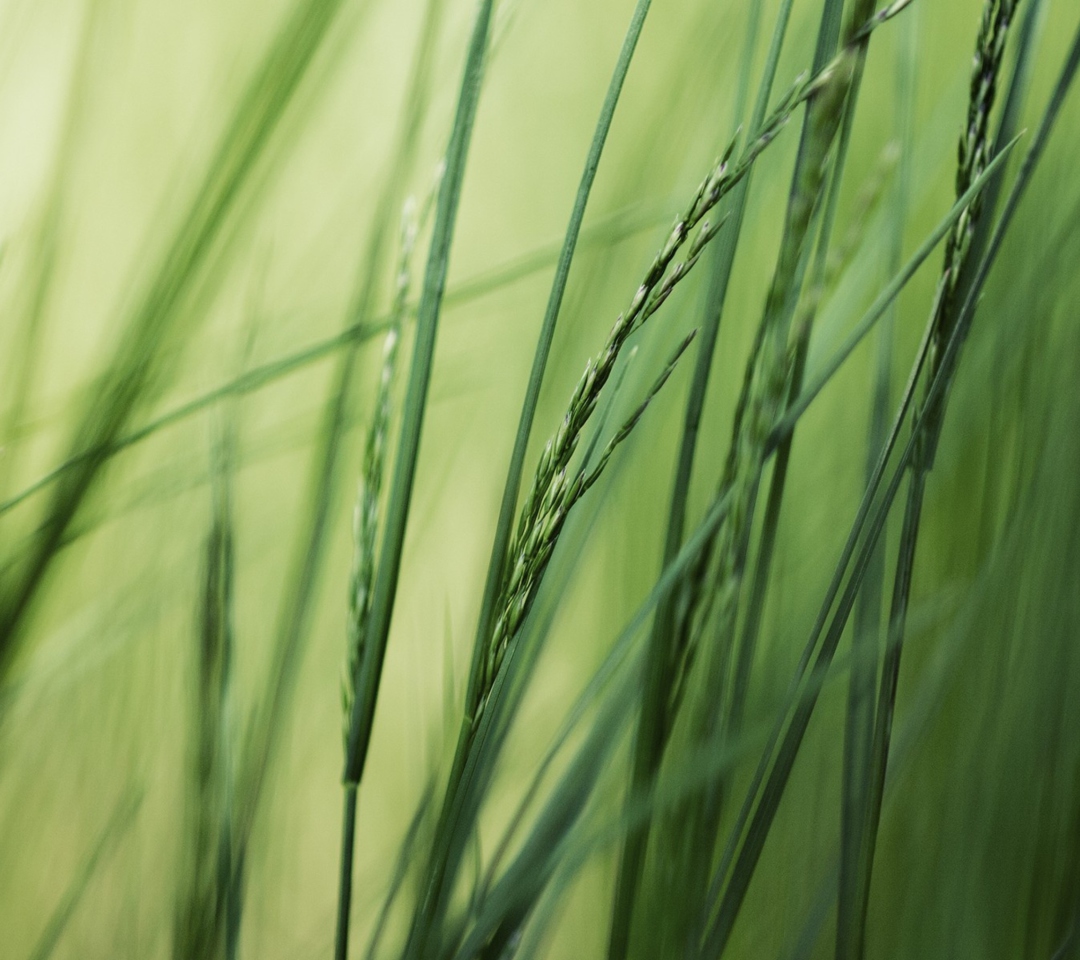 Обои Tall Green Grass 1080x960