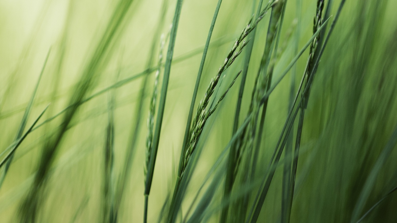 Обои Tall Green Grass 1280x720