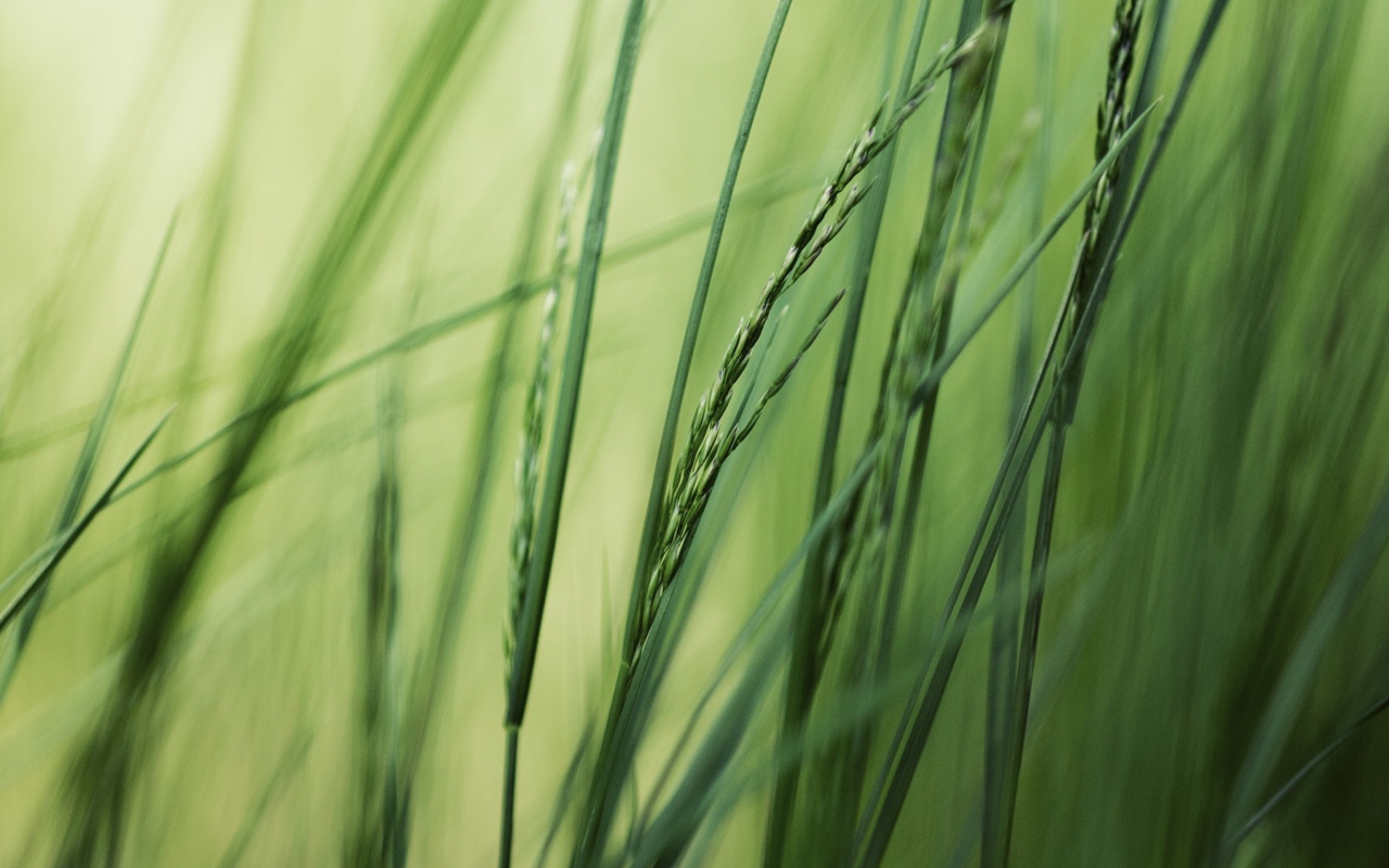 Tall Green Grass screenshot #1 1280x800