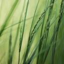 Fondo de pantalla Tall Green Grass 128x128