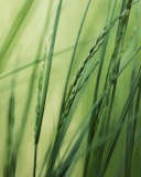 Sfondi Tall Green Grass 128x160