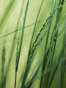 Fondo de pantalla Tall Green Grass 132x176