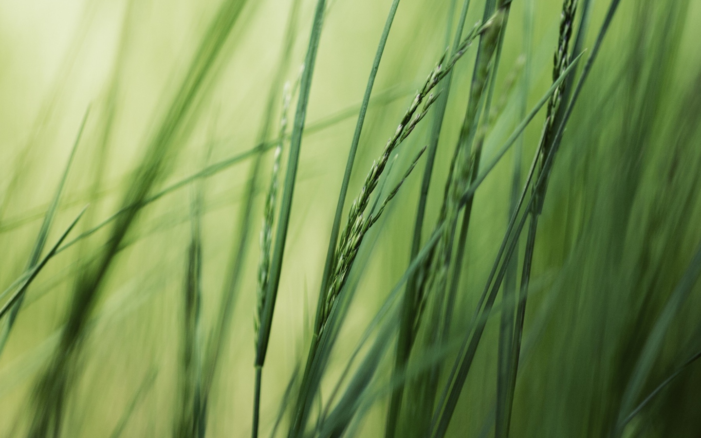 Sfondi Tall Green Grass 1440x900