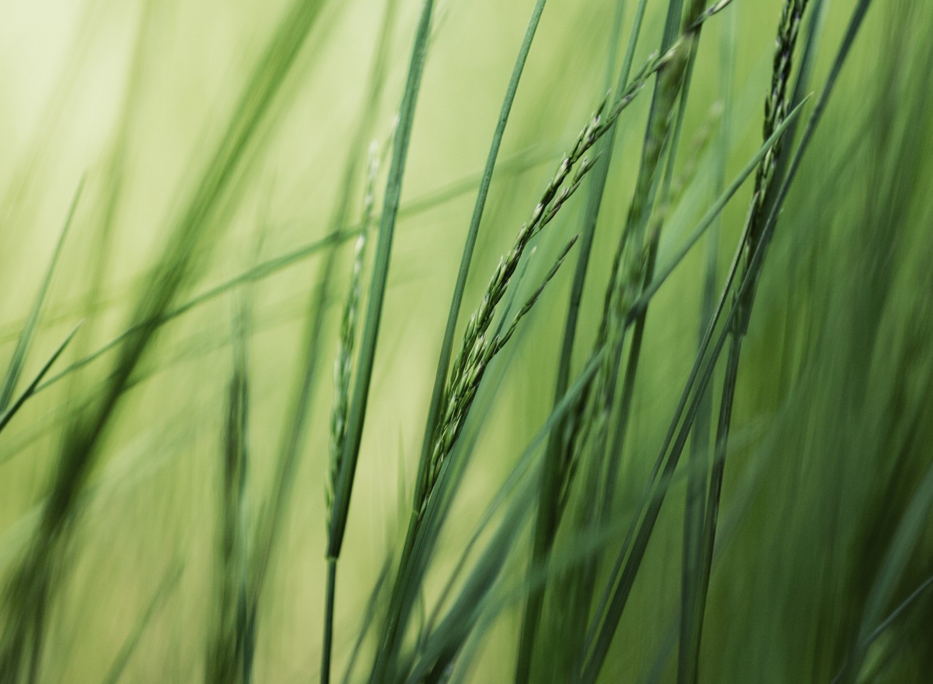 Tall Green Grass screenshot #1 1920x1408