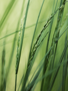 Tall Green Grass screenshot #1 240x320