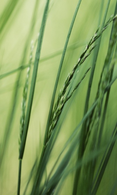 Tall Green Grass screenshot #1 240x400