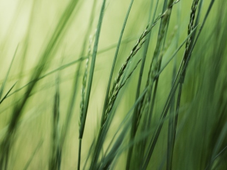 Tall Green Grass screenshot #1 320x240