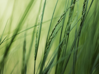 Tall Green Grass wallpaper 320x240