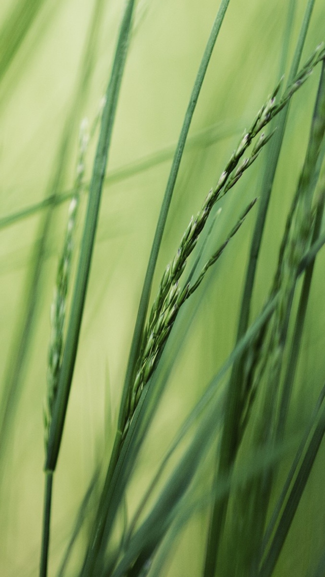 Tall Green Grass wallpaper 640x1136