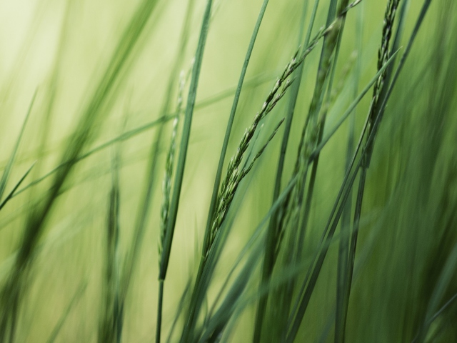 Das Tall Green Grass Wallpaper 640x480