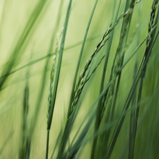 Tall Green Grass - Fondos de pantalla gratis para iPad 2