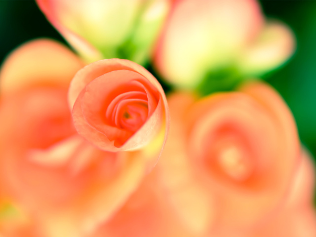 Roses wallpaper 640x480