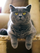 Fondo de pantalla British Shorthair Domestic Cat 132x176