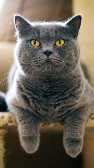 Fondo de pantalla British Shorthair Domestic Cat 360x640