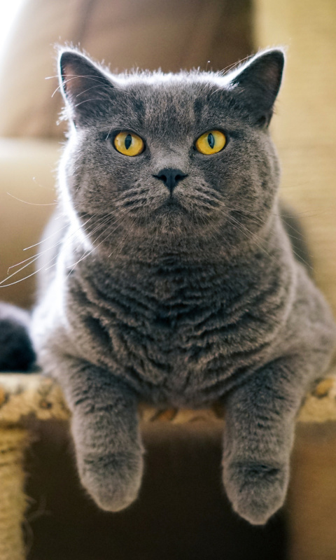 British Shorthair Domestic Cat wallpaper 480x800