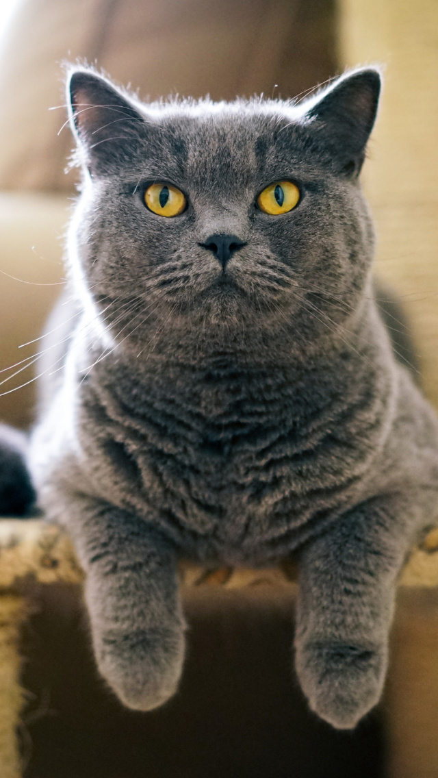 British Shorthair Domestic Cat screenshot #1 640x1136