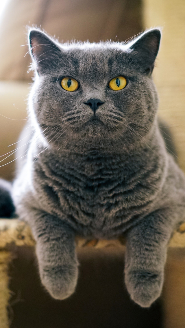 Das British Shorthair Domestic Cat Wallpaper 640x1136