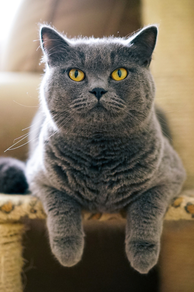 British Shorthair Domestic Cat screenshot #1 640x960