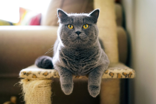 British Shorthair Domestic Cat sfondi gratuiti per cellulari Android, iPhone, iPad e desktop
