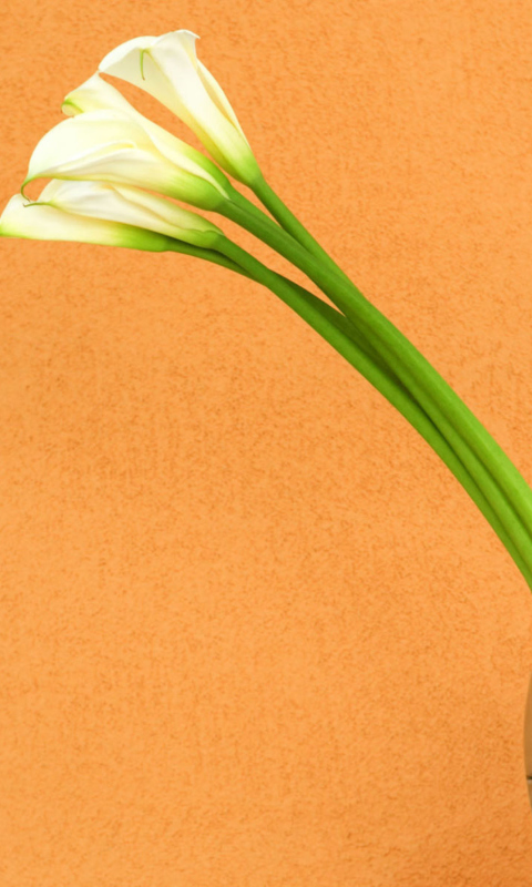 Calla Lily screenshot #1 480x800