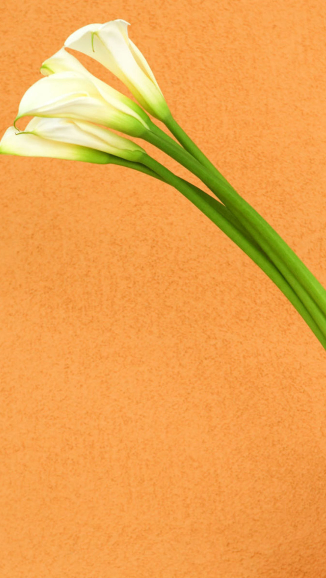 Das Calla Lily Wallpaper 640x1136