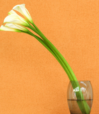 Calla Lily Background for 240x320