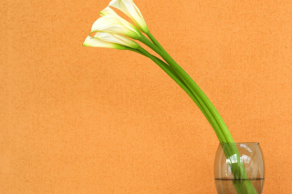 Free Calla Lily Picture for Samsung Galaxy Ace 3
