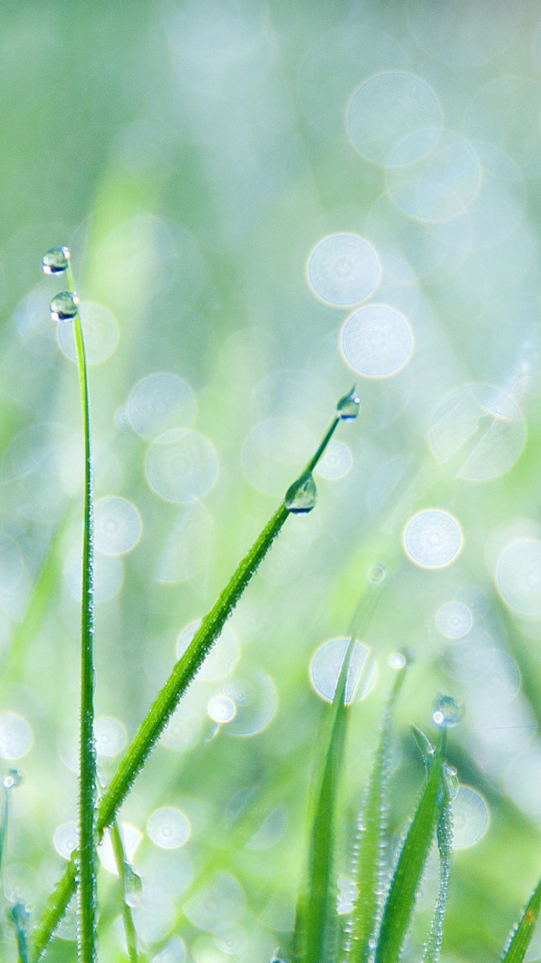 Grass And Dew wallpaper 1080x1920