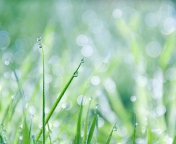 Sfondi Grass And Dew 176x144