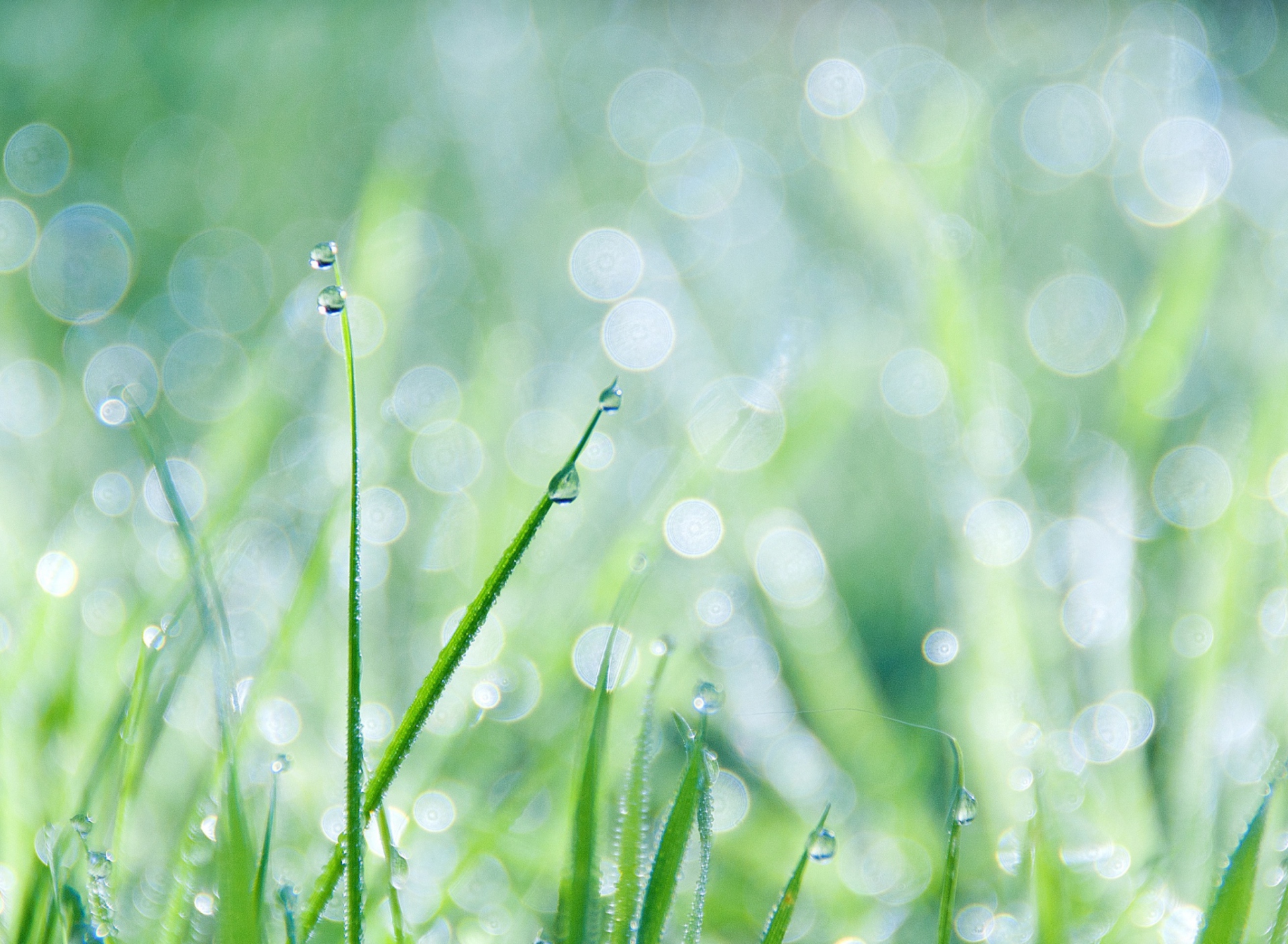 Grass And Dew screenshot #1 1920x1408