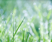 Grass And Dew wallpaper 220x176