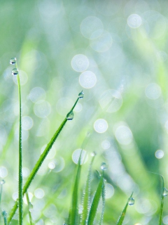 Grass And Dew screenshot #1 240x320