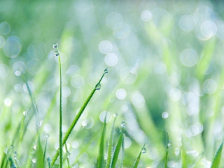 Grass And Dew screenshot #1 320x240