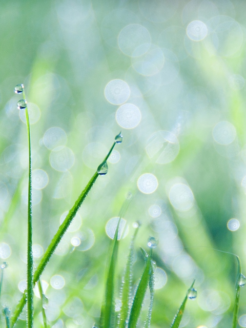 Fondo de pantalla Grass And Dew 480x640