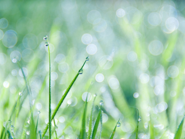 Grass And Dew screenshot #1 640x480