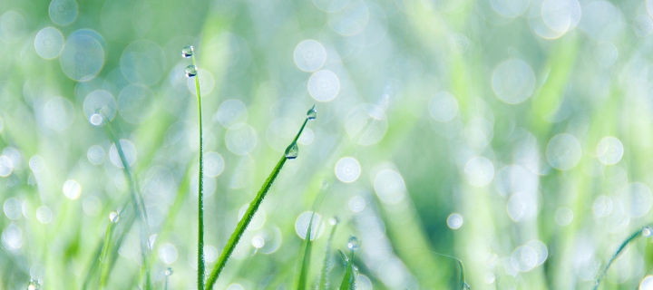 Grass And Dew screenshot #1 720x320