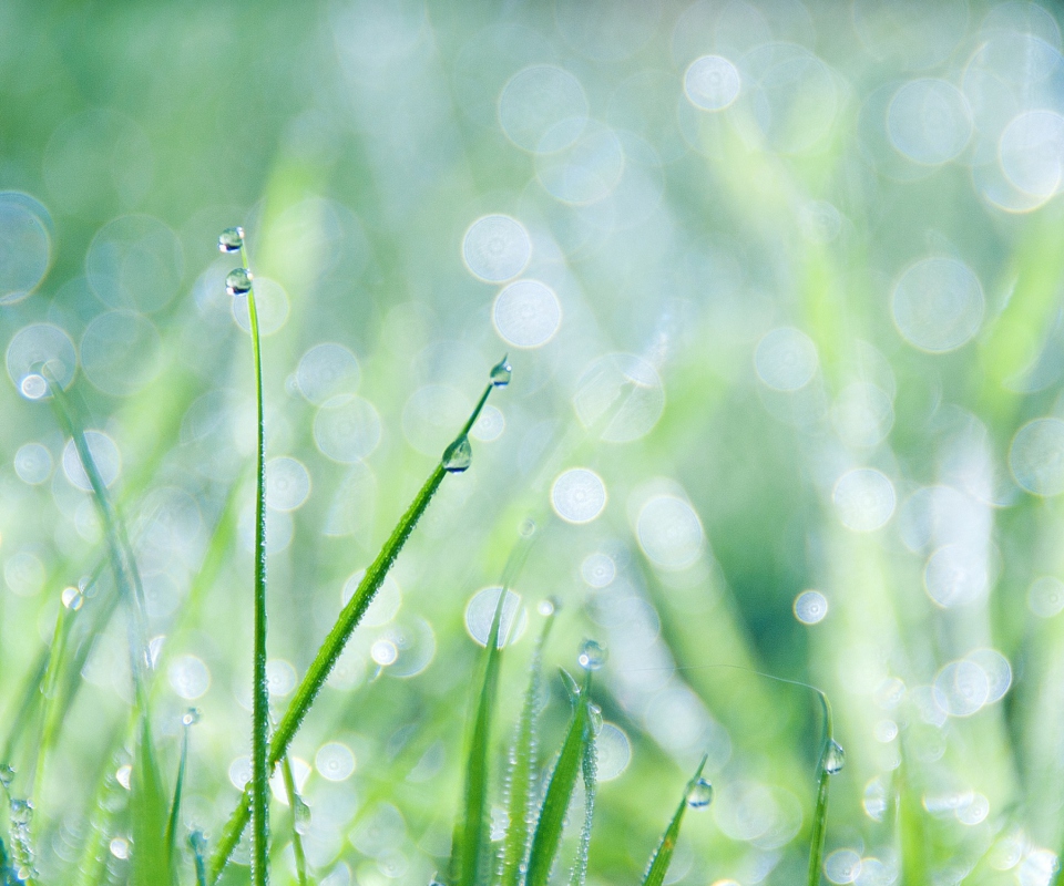 Screenshot №1 pro téma Grass And Dew 960x800